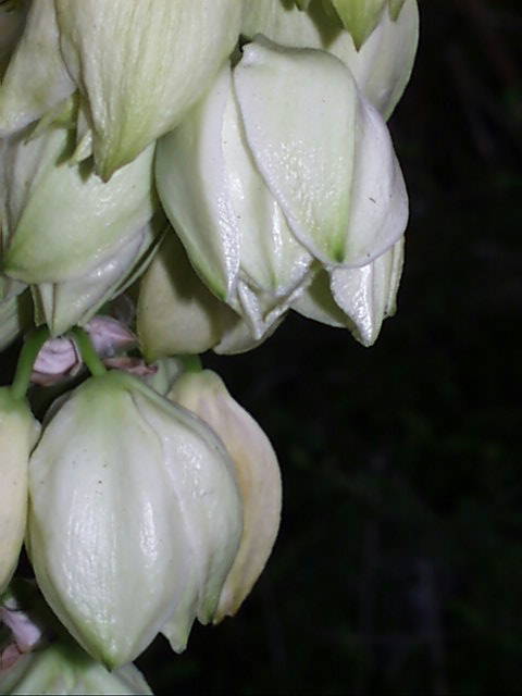 yucca.arkansana.flw.jpg (31957 bytes)