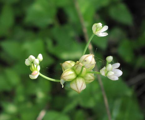 Allium canadense flowersbulbils.jpg (23030 bytes)