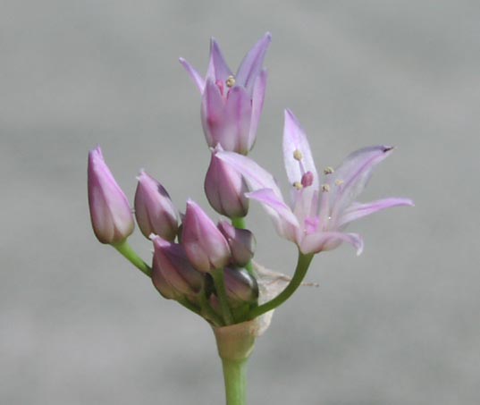 Allium drummondii flowers1.jpg (17866 bytes)