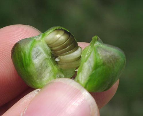 Cooperia pedunculata developingseeds.jpg (23007 bytes)