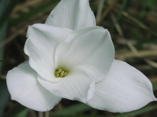 Cooperia pedunculata flower3.jpg (20401 bytes)