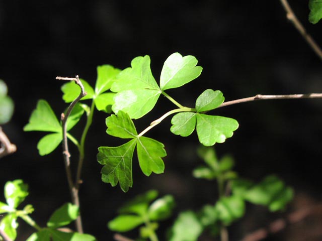 Rhus aromatica youngleaves.jpg (37983 bytes)