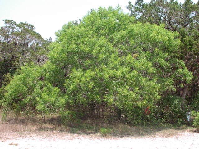 Rhus lanceolata habit2.jpg (104915 bytes)