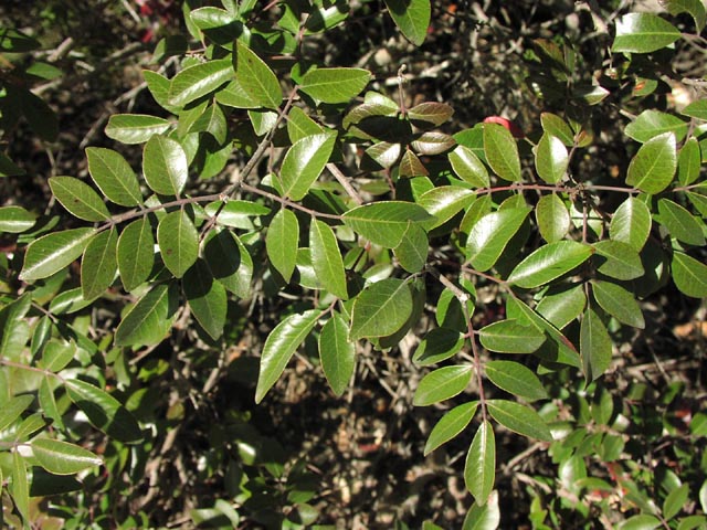 Rhus virens leaves.jpg (103903 bytes)