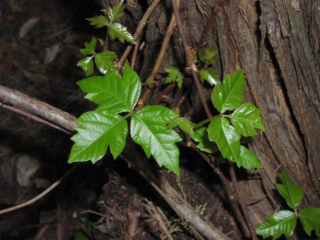Toxicodendron radicans leaves3.jpg (71112 bytes)