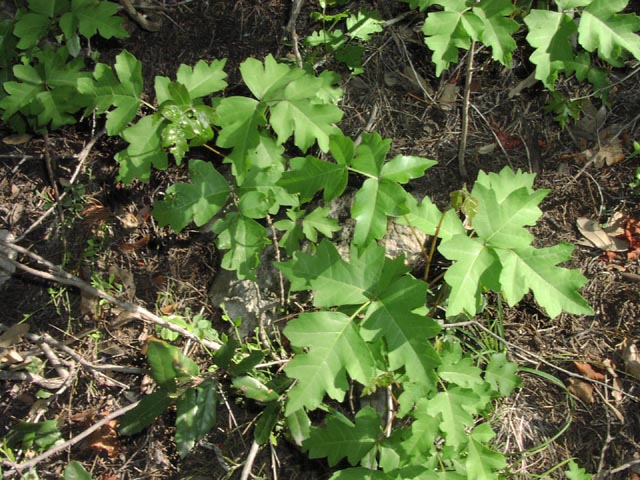 Toxicodendron radicans oaklikeleaves.jpg (108357 bytes)