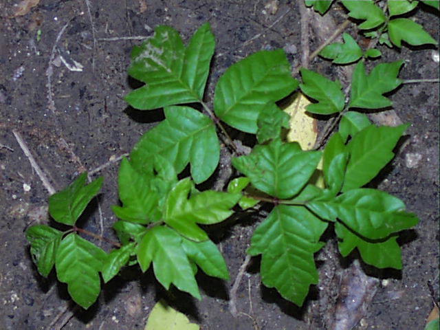 toxicodendron.radicans.jpg (65487 bytes)