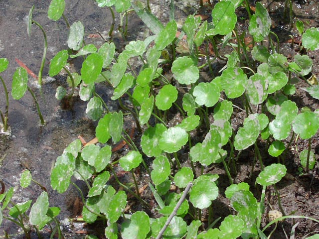 Hydrocotyle umbellata habit.jpg (102867 bytes)