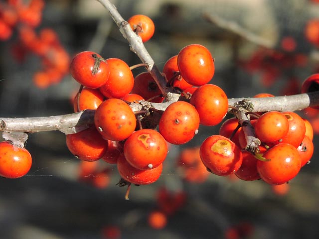 Ilex decidua fruits closeup.jpg (47324 bytes)