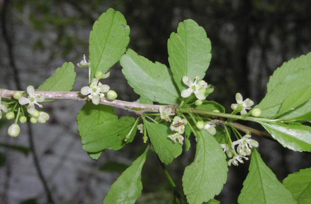 Ilex decidua maleflowers.jpg (45563 bytes)