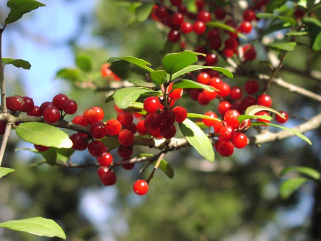 Ilex vomitoria fruits1.jpg (55934 bytes)