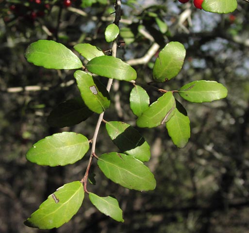 Ilex vomitoria leaves.jpg (49043 bytes)