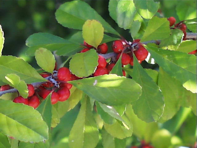 ilex.decidua.frt.jpg (44876 bytes)