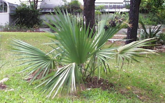 sabal.minor.jpg (49370 bytes)