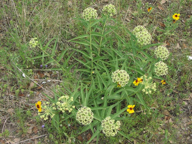 Asclepias asperula habit2.jpg (131106 bytes)