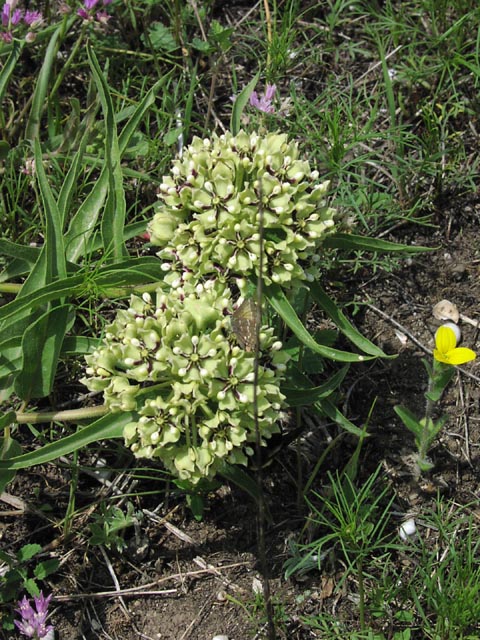 Asclepias asperula heads.jpg (122429 bytes)