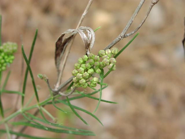 Asclepias subverticillata flowerbuds.jpg (34696 bytes)