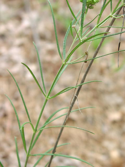 Asclepias subverticillata leaves.jpg (42934 bytes)