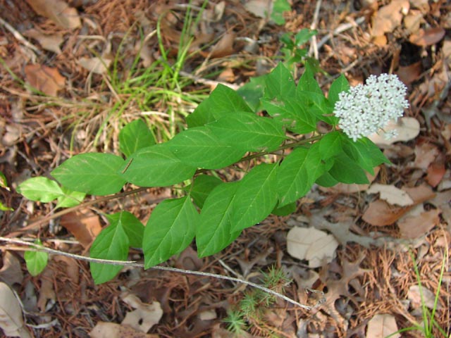 Asclepias texana habit4.jpg (78664 bytes)