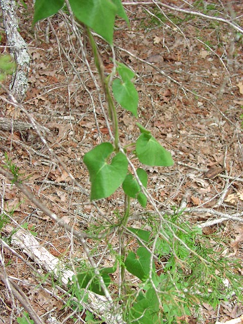 Matelea reticulata leaves4_sharp.jpg (130483 bytes)