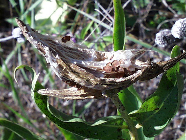 asclepias.asperula.frt.jpg (66145 bytes)