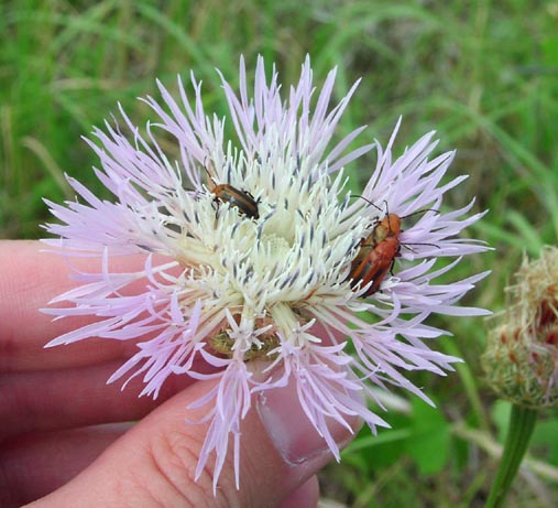 Centaurea americana head.jpg (57647 bytes)