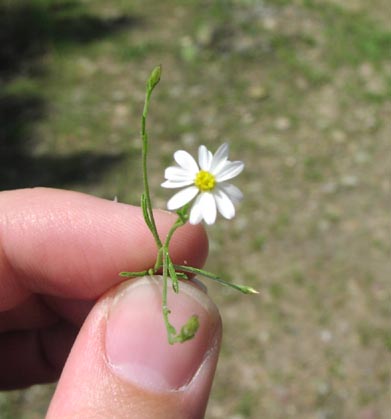 Chaetopappa asteroides head.jpg (22784 bytes)