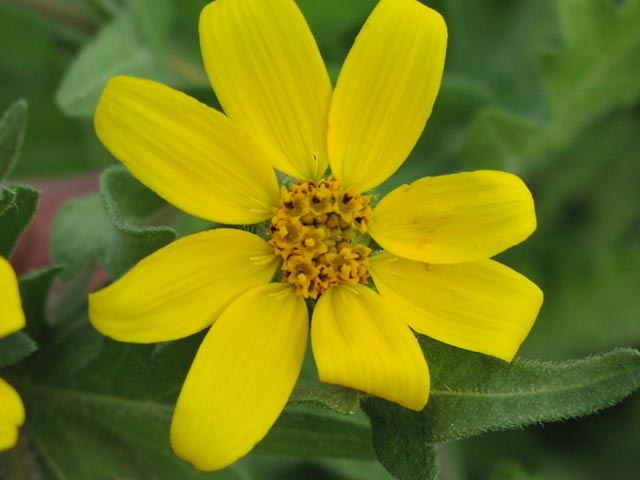 Engelmannia pinnatifida headcloseup.jpg (37619 bytes)