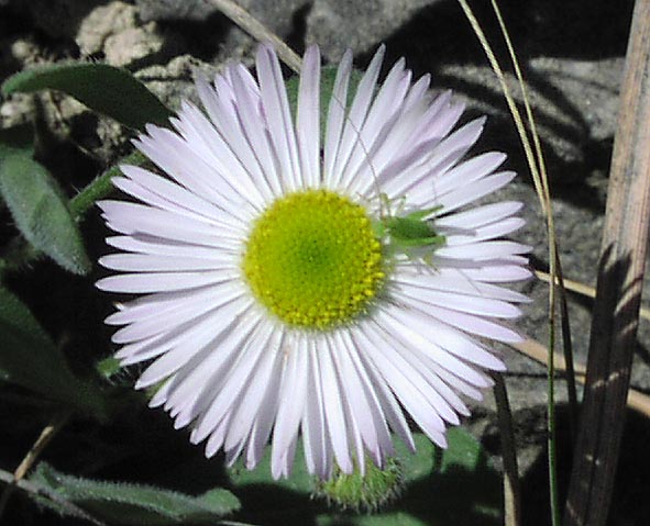 Erigeron modestus head.jpg (65146 bytes)