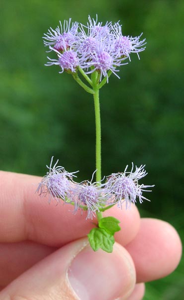 Eupatorium coelestinum heads.jpg (34264 bytes)