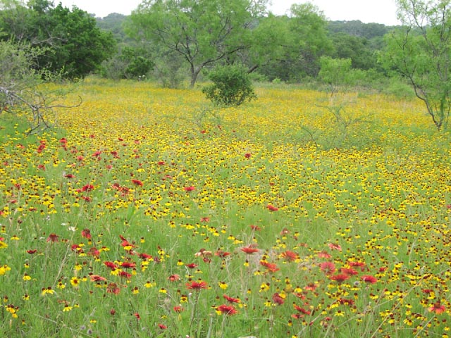 Gaillardia Helenium.jpg (118422 bytes)