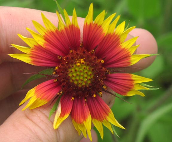 Gaillardia pulchella firsthead.jpg (46501 bytes)