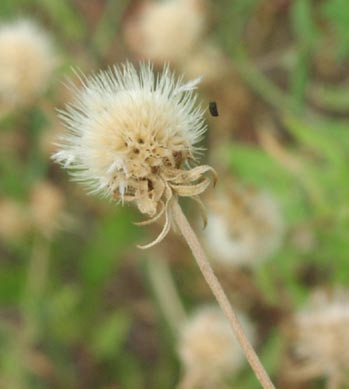 Gaillardia pulchella fruithead.jpg (18733 bytes)