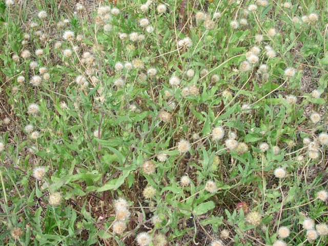 Gaillardia pulchella summerhabit.jpg (121092 bytes)