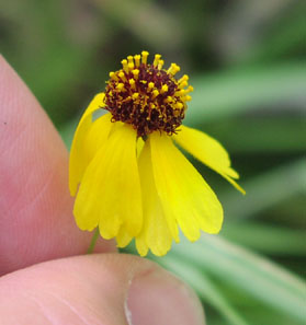 Helenium amarum var badium flowers.jpg (20334 bytes)