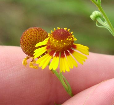 Helenium quadridentatum head.jpg (20903 bytes)