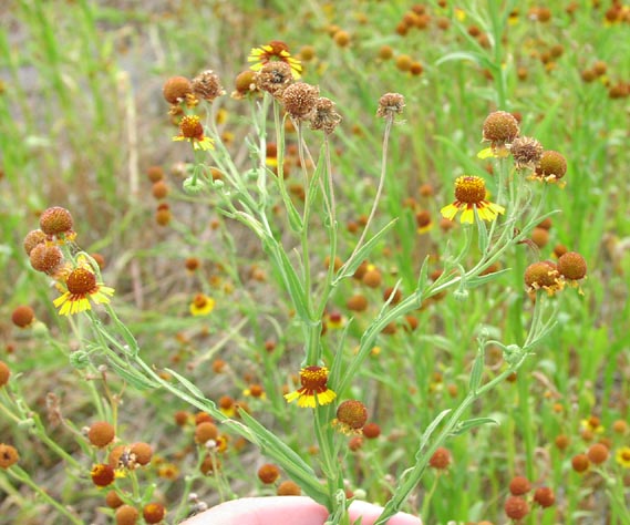 Helenium quadridentatum heads.jpg (64342 bytes)