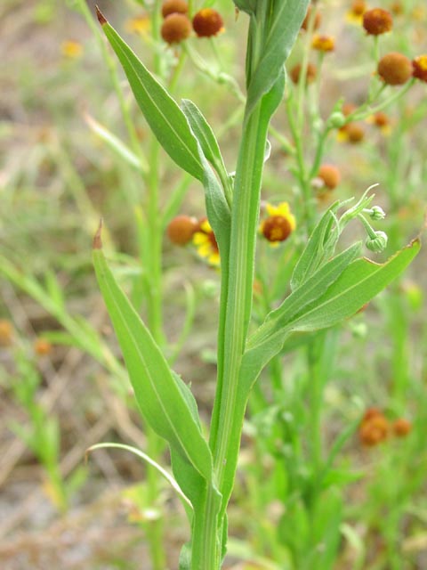 Helenium quadridentatum stem.jpg (45899 bytes)