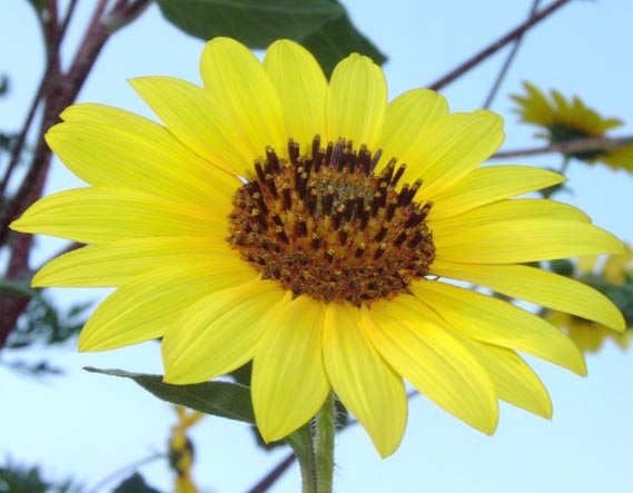 Helianthus annuus diskflowers.jpg (43709 bytes)