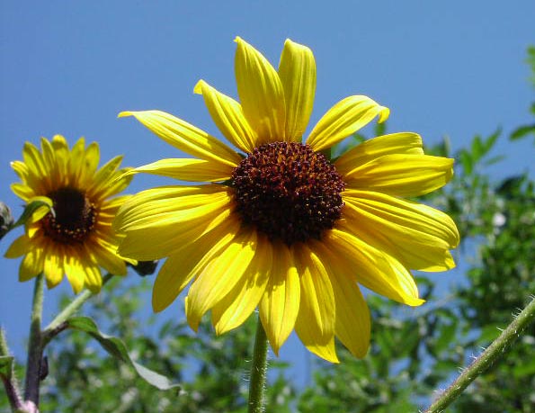 Helianthus annuus heads.jpg (58890 bytes)