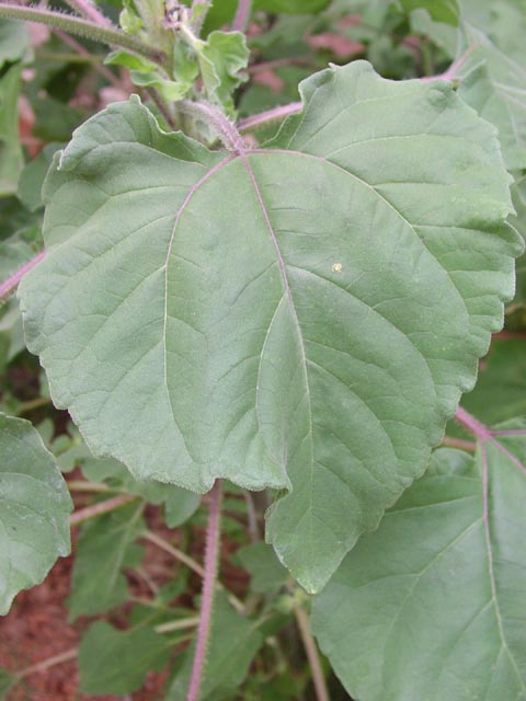 Helianthus annuus leaf.jpg (49132 bytes)