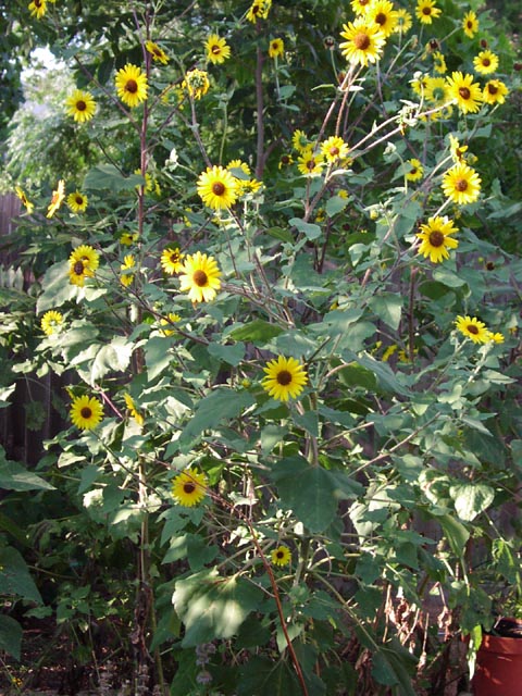 Helianthus annuus lotsofheads.jpg (117064 bytes)