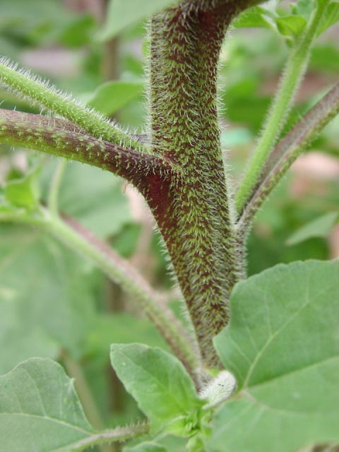 Helianthus annuus stemhairs.jpg (53018 bytes)