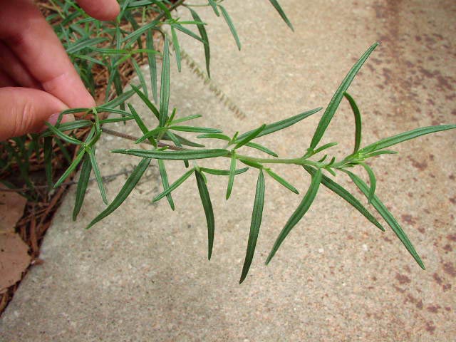 Palafoxia callosa stemleaves.jpg (67568 bytes)