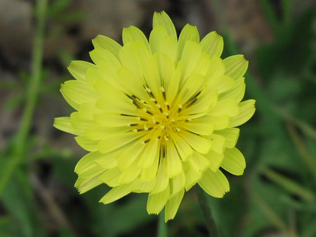 Pyrrhopappus grandiflorus headcloseup.jpg (36150 bytes)