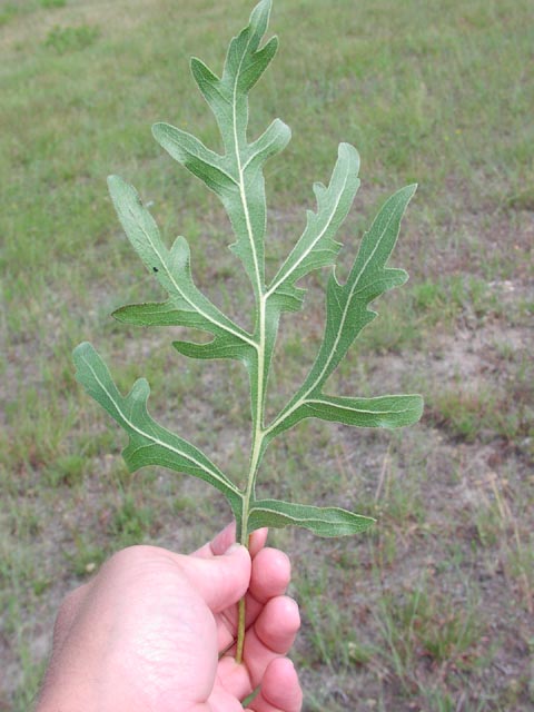 Silphium albiflorum leaf.jpg (55056 bytes)