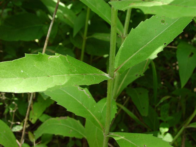 Silphium simpsonii lowerleaves.jpg (46321 bytes)