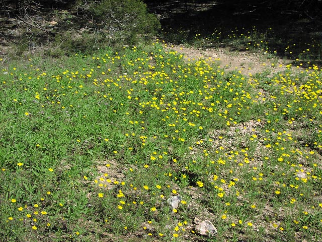 Tetraneuris linearifolia habit3.jpg (144861 bytes)