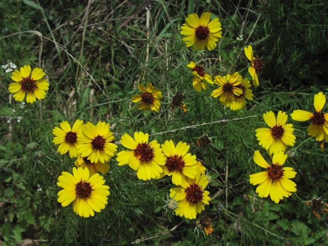 Thelesperma filifolium heads.jpg (91028 bytes)