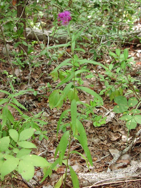 Vernonia missurica habit.jpg (112549 bytes)